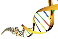 تولید مثل و قوانین یهودی-DNN